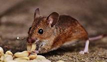 24 Hour & Emergency Exterminators in Torres Martinez Indian Reser, CA